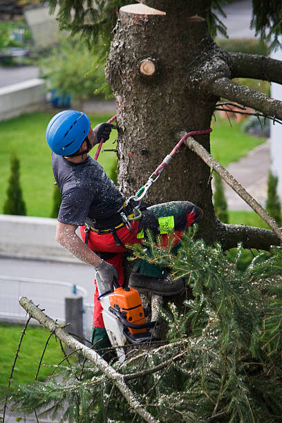 Nowthen, MN  Tree Services Company